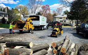 Organic Lawn Care Solutions in Richmond, CA