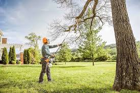 Best Tree Cabling and Bracing  in Richmond, CA