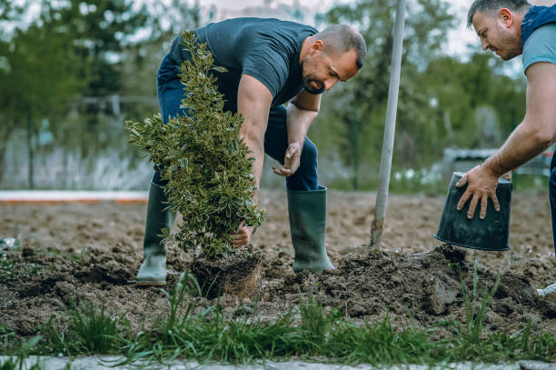 Lawn Watering Services in Richmond, CA