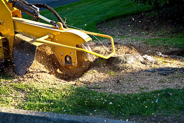 Professional Tree Services in Richmond, CA