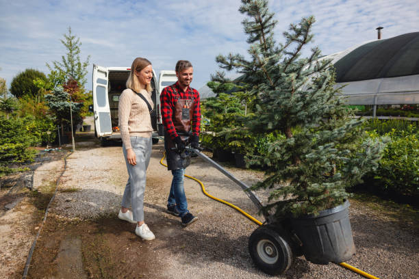 How Our Tree Care Process Works  in  Richmond, CA